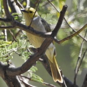 Ptilotula penicillata at Tennent, ACT - 27 Oct 2018 09:51 AM