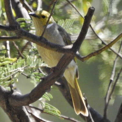 Ptilotula penicillata (White-plumed Honeyeater) at Gigerline Nature Reserve - 26 Oct 2018 by JohnBundock