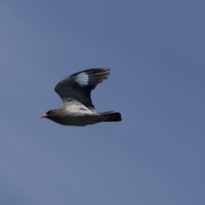 Eurystomus orientalis (Dollarbird) at Dunlop, ACT - 26 Oct 2018 by AlisonMilton