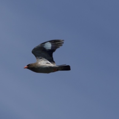 Eurystomus orientalis (Dollarbird) at Dunlop, ACT - 26 Oct 2018 by Alison Milton