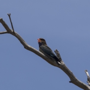 Eurystomus orientalis at Dunlop, ACT - 26 Oct 2018