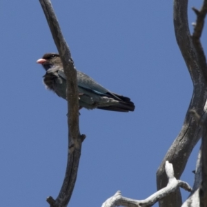 Eurystomus orientalis at Dunlop, ACT - 26 Oct 2018