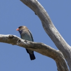 Eurystomus orientalis at Dunlop, ACT - 26 Oct 2018