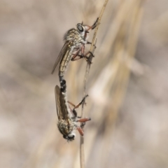 Asiola fasciata (A robber fly) at The Pinnacle - 26 Oct 2018 by AlisonMilton