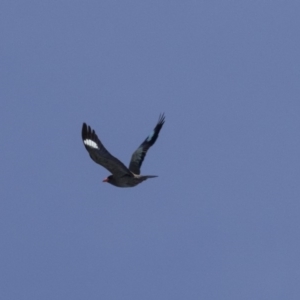 Eurystomus orientalis at Hawker, ACT - 26 Oct 2018