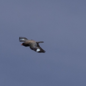 Eurystomus orientalis at Hawker, ACT - 26 Oct 2018