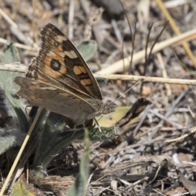 Junonia villida (Meadow Argus) at The Pinnacle - 26 Oct 2018 by Alison Milton