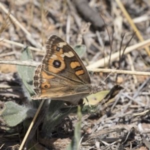 Junonia villida at Hawker, ACT - 26 Oct 2018