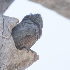 Callocephalon fimbriatum (Gang-gang Cockatoo) at Bruce Ridge to Gossan Hill - 26 Oct 2018 by AlisonMilton