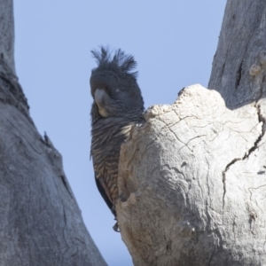 Callocephalon fimbriatum at Bruce, ACT - suppressed