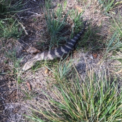 Tiliqua scincoides scincoides (Eastern Blue-tongue) at Griffith Woodland - 25 Oct 2018 by ianandlibby1