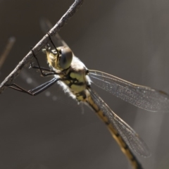 Hemicordulia tau (Tau Emerald) at Bruce, ACT - 26 Oct 2018 by AlisonMilton