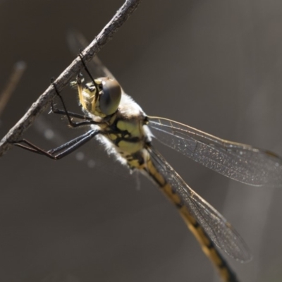 Hemicordulia tau (Tau Emerald) at Gossan Hill - 26 Oct 2018 by Alison Milton