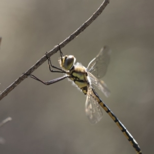 Hemicordulia tau at Bruce, ACT - 26 Oct 2018 02:46 PM