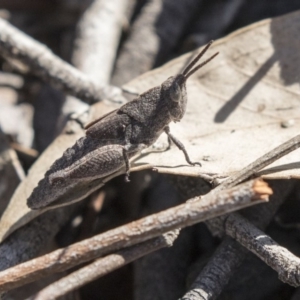 Goniaea opomaloides at Bruce, ACT - 26 Oct 2018