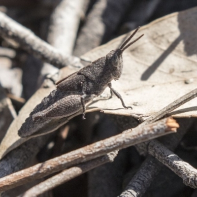 Goniaea opomaloides (Mimetic Gumleaf Grasshopper) at Gossan Hill - 26 Oct 2018 by Alison Milton