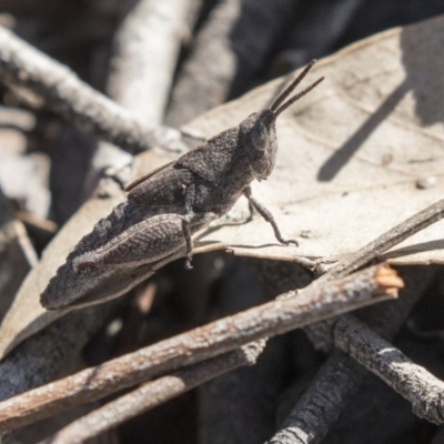 Goniaea opomaloides (Mimetic Gumleaf Grasshopper) at Bruce, ACT - 26 Oct 2018 by AlisonMilton