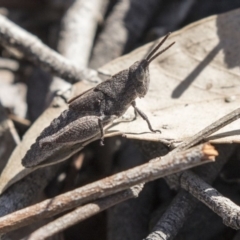 Goniaea opomaloides (Mimetic Gumleaf Grasshopper) at Bruce, ACT - 26 Oct 2018 by Alison Milton