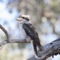 Dacelo novaeguineae (Laughing Kookaburra) at Bruce, ACT - 26 Oct 2018 by Alison Milton