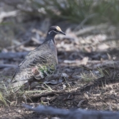 Phaps chalcoptera (Common Bronzewing) at Bruce Ridge to Gossan Hill - 26 Oct 2018 by AlisonMilton