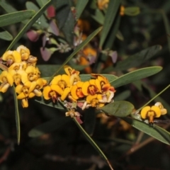 Daviesia mimosoides (Bitter Pea) at O'Connor, ACT - 18 Nov 2017 by PeteWoodall