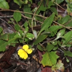 Goodenia hederacea subsp. hederacea (Ivy Goodenia, Forest Goodenia) at Black Mountain - 17 Nov 2017 by PeteWoodall