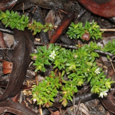 Rhytidosporum procumbens (White Marianth) at O'Connor, ACT - 18 Nov 2017 by PeteWoodall