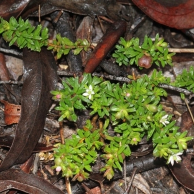 Rhytidosporum procumbens (White Marianth) at O'Connor, ACT - 17 Nov 2017 by PeteWoodall