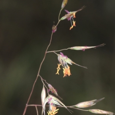 Rytidosperma pallidum (Red-anther Wallaby Grass) at Black Mountain - 17 Nov 2017 by PeteWoodall