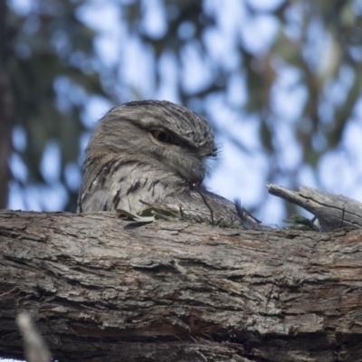 Podargus strigoides (Tawny Frogmouth) at Bruce Ridge to Gossan Hill - 26 Oct 2018 by AlisonMilton