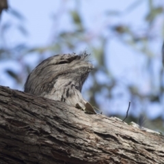 Podargus strigoides at Bruce, ACT - 26 Oct 2018