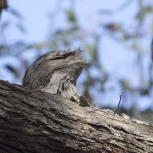 Podargus strigoides at Bruce, ACT - 26 Oct 2018 03:40 PM