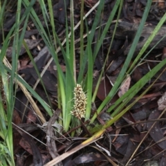 Lomandra longifolia (Spiny-headed Mat-rush, Honey Reed) at O'Connor, ACT - 18 Nov 2017 by PeteWoodall