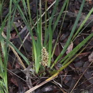 Lomandra longifolia at O'Connor, ACT - 18 Nov 2017 07:30 AM