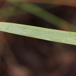 Lomandra longifolia at O'Connor, ACT - 18 Nov 2017 07:30 AM