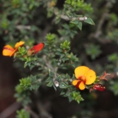 Pultenaea procumbens (Bush Pea) at Black Mountain - 17 Nov 2017 by PeteWoodall