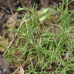 Vittadinia muelleri (Narrow-leafed New Holland Daisy) at Black Mountain - 17 Nov 2017 by PeteWoodall