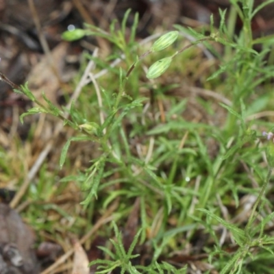 Vittadinia muelleri (Narrow-leafed New Holland Daisy) at Black Mountain - 17 Nov 2017 by PeteWoodall