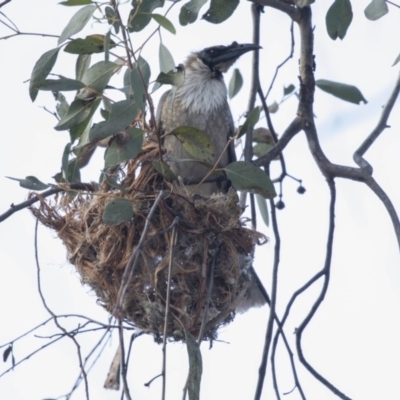 Philemon corniculatus (Noisy Friarbird) at Bruce Ridge to Gossan Hill - 26 Oct 2018 by AlisonMilton