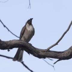 Philemon corniculatus at Bruce, ACT - 26 Oct 2018