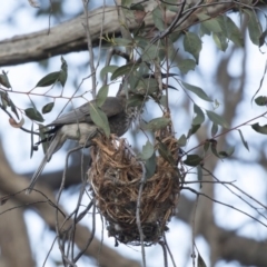 Philemon corniculatus at Bruce, ACT - 26 Oct 2018