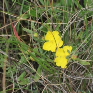 Hibbertia obtusifolia at Bruce, ACT - 18 Nov 2017