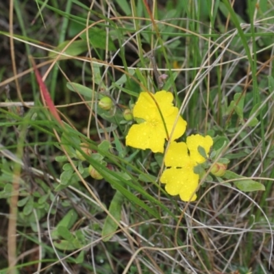 Hibbertia obtusifolia (Grey Guinea-flower) at Black Mountain - 17 Nov 2017 by PeteWoodall