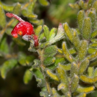 Grevillea alpina (Mountain Grevillea / Cat's Claws Grevillea) at Black Mountain - 17 Nov 2017 by PeteWoodall