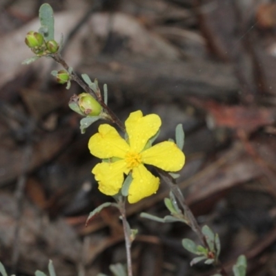 Hibbertia obtusifolia (Grey Guinea-flower) at Point 85 - 17 Nov 2017 by PeteWoodall