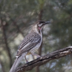 Anthochaera carunculata (Red Wattlebird) at Gossan Hill - 26 Oct 2018 by Alison Milton