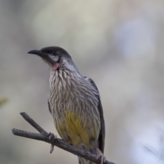 Anthochaera carunculata at Bruce, ACT - 26 Oct 2018 03:54 PM