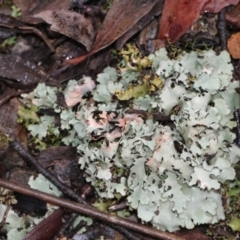 Parmeliaceae (family) (A lichen family) at Point 85 - 17 Nov 2017 by PeteWoodall