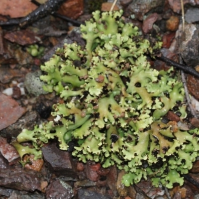 Heterodea sp. (A lichen) at Black Mountain - 17 Nov 2017 by PeteWoodall