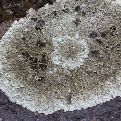 Parmeliaceae (family) (A lichen family) at Bruce, ACT - 17 Nov 2017 by PeteWoodall